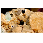 Aquamarine on Feldspar | Fine Mineral Specimens
